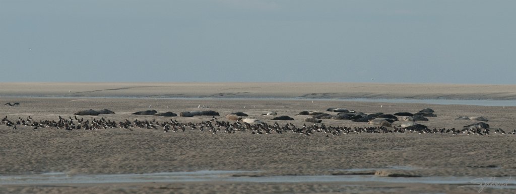 Phoques en baie de Somme.jpg